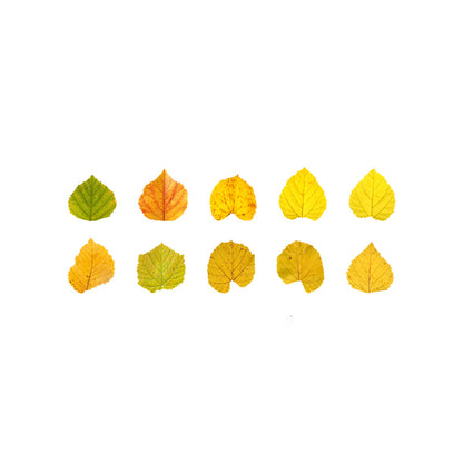 1 Roll (50pcs) Champs Elysees Fallen Leaves Series DIY Washi Tape