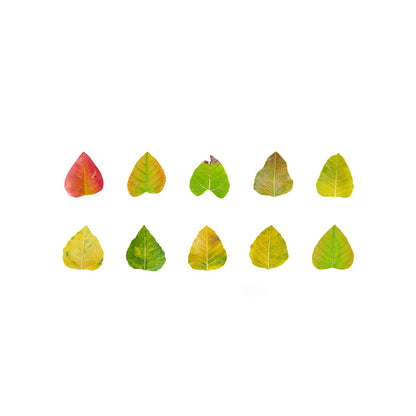 1 Roll (50pcs) Champs Elysees Fallen Leaves Series DIY Washi Tape